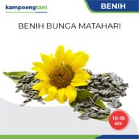 Benih Bibit Bunga Matahari isi 15 Biji Sunflower Seed