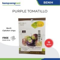 Benih Ciplukan Ungu Purple Tomatillo Haira Seed isi 15 butir