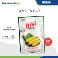 Benih Jagung Manis Golden Boy isi 50 Biji Bibit Jagung Manis BISI Cap Kapal Terbang