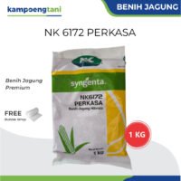 Benih Jagung NK 6172 Perkasa 1 Kg Bibit Jagung Hibrida Syngenta