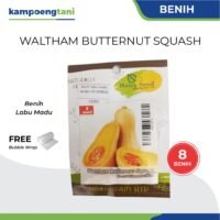Benih Labu Madu Butternut Waltham Squash Haira Seed isi 8 Butir