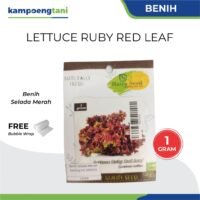 Benih Selada Merah Lettuce Ruby Red Leaf Haira Seed 1 gram
